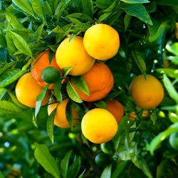 LINALOOL SYNTHETIC