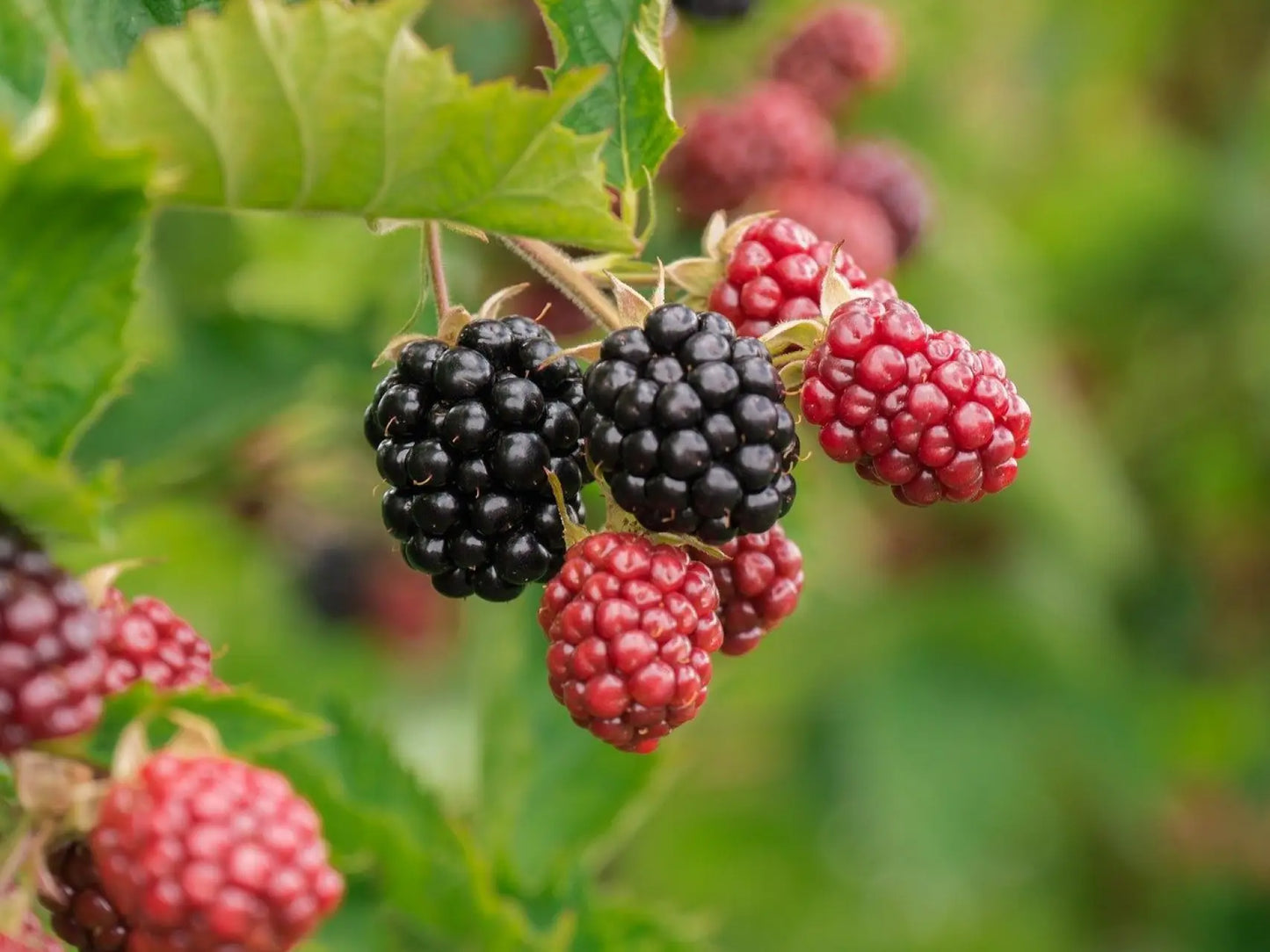 DEWBERRY ACORDE (W)