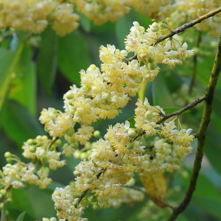 LITSEA CUBEBA ESSENTIAL OIL