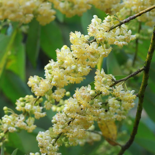 LITSEA CUBEBA ESSENTIAL OIL
