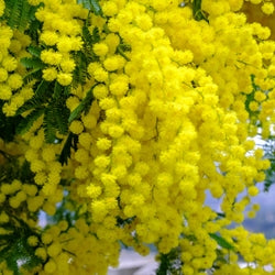 Mimosa Key Accord
