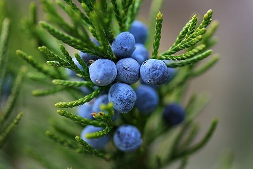 Juniper Berry Essential Oil 10% in DPG