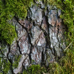 Oakmoss absolute 10% Ethyl Alcohol