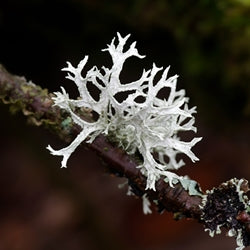 Oakmoss absolute (Robertet)