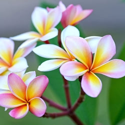 Plumeria Key