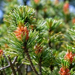 RED PINE