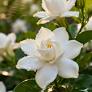 ROSE OTTO ACORDE (W)