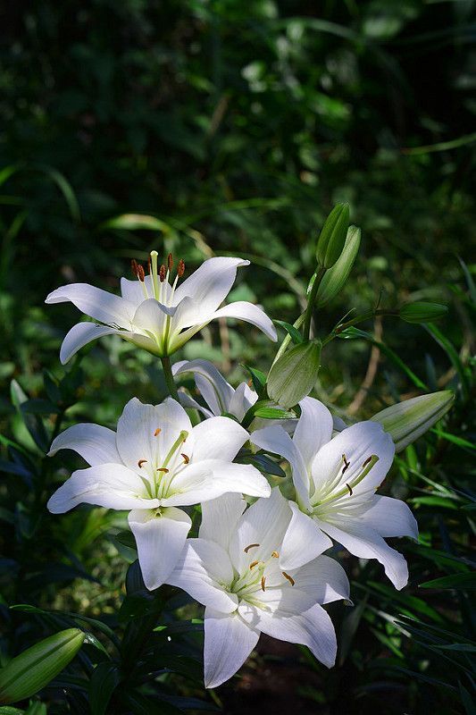 Lilial a.k.a Lilestralis