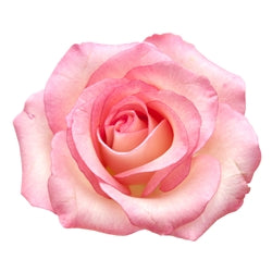 Rose Crystals