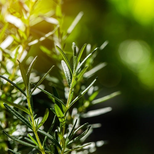 Rosemary Tunisia - EO