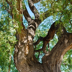 Rosewood (Bois de rose)