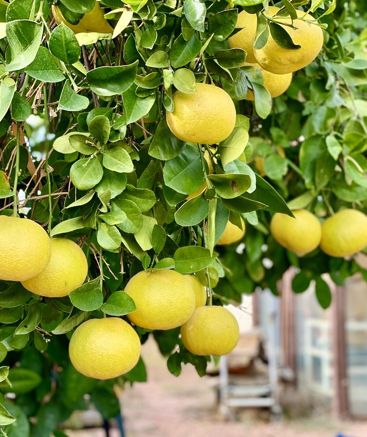Grapefruit White Essential Oil