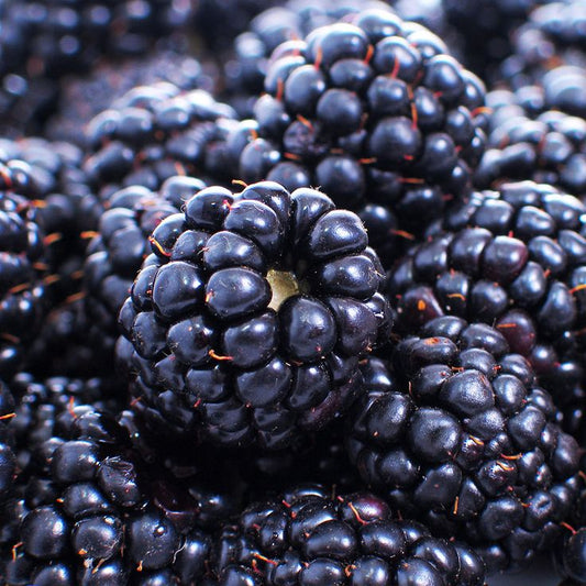 BLACKBERRY FRAGANCE OIL