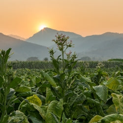 Tobacco ABS 5% in TEC Natural