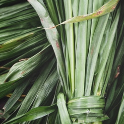 Vetiver (Haiti)