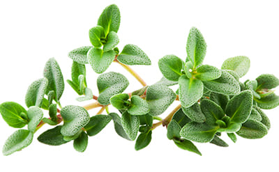White Thyme EO