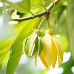 Ylang Oliffac 0612 (IFF)