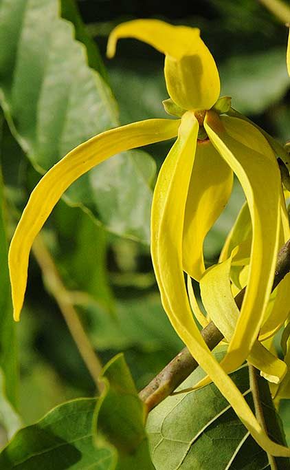YLANG YLANG F.OIL