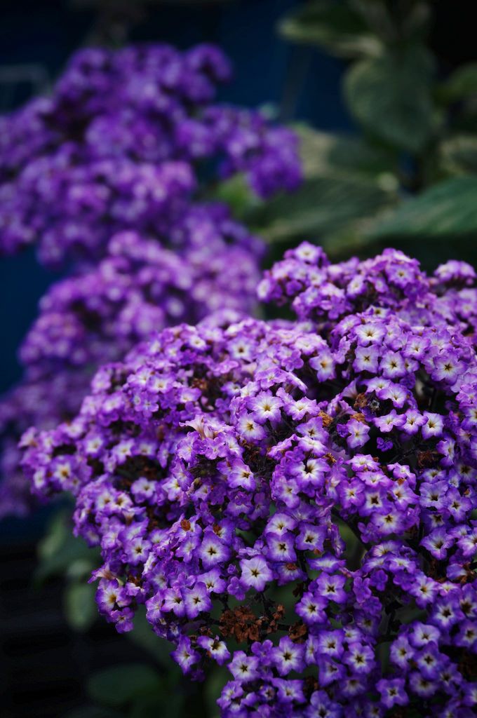 HELIOTROPE BASE- HELIOTROPIN REPLACEMENT