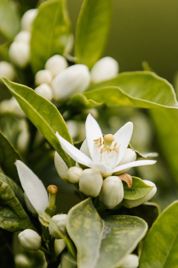 NEROLI EO