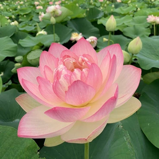 INDIAN JASMINE & LOTUS
