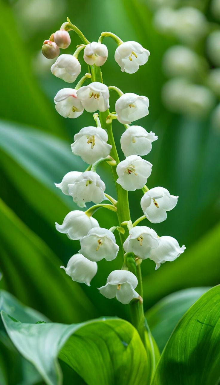 Florosa- Florol (Florosol)