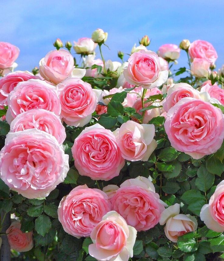 ROSE DE MAI ACORDE (W)