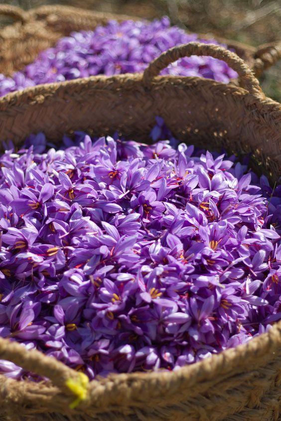 Patchouli Acorde (w)