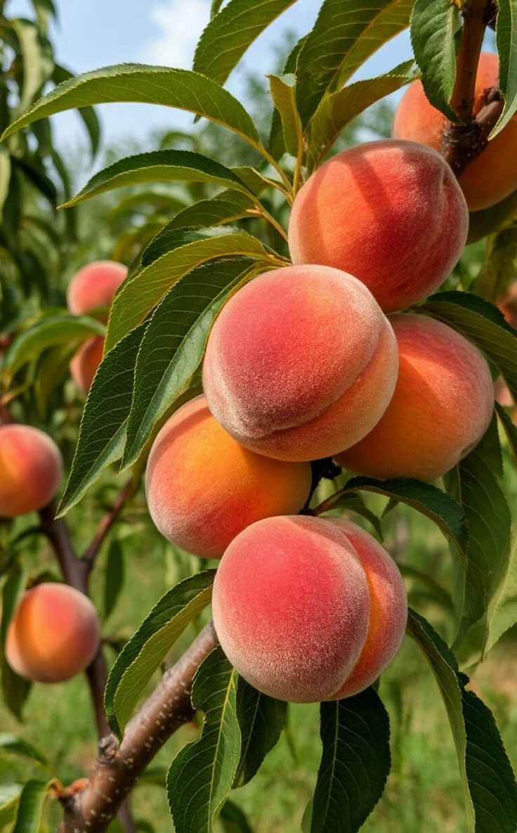 PEACH ACORDE (W)