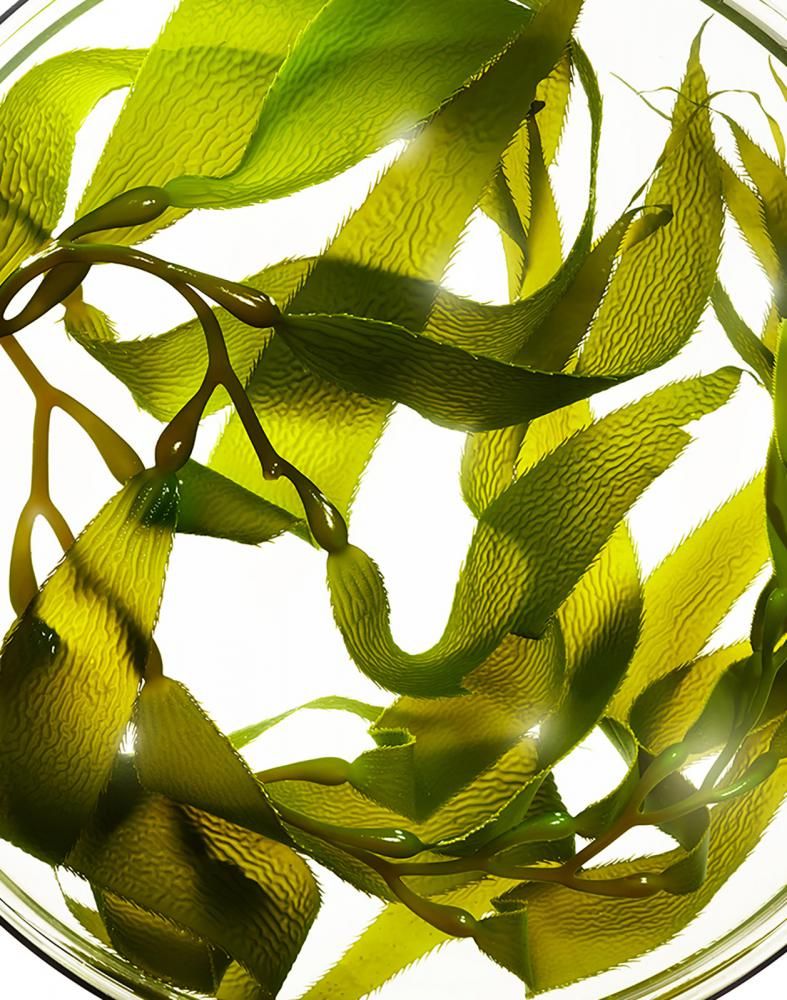 SEAWEED ACORDE (W)
