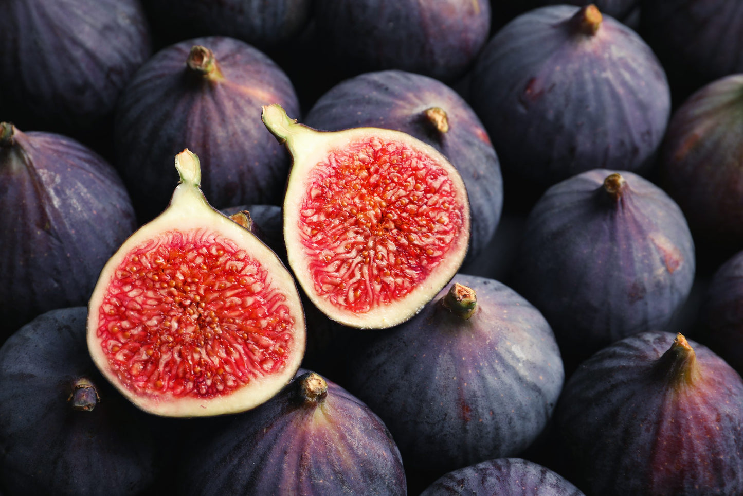 FIG F.OIL PREMIUM
