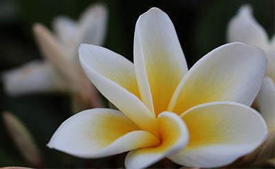 FRANGIPANI ACORDE (W)