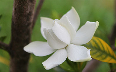 Gardenia (W)