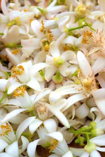 NEROLIN YARA YARA 1 % IN ALCOHOL
