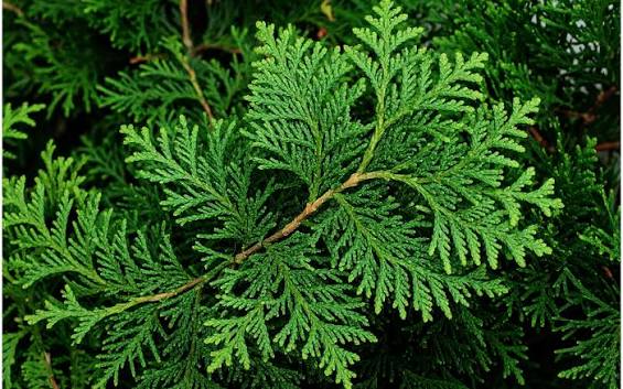 CEDAR LEAVES  EO CANADA