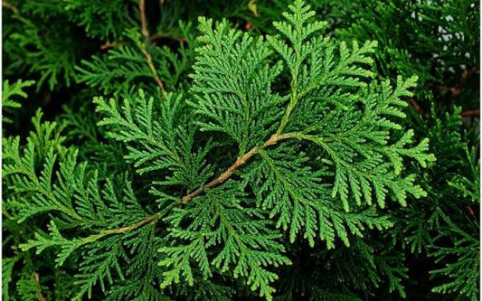 CEDAR LEAVES  EO CANADA
