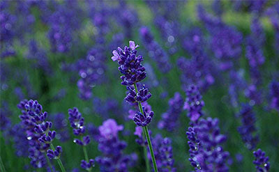 Lavandin Essential Oil