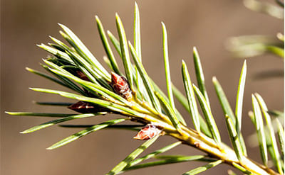 PINE NEEDLE ESSENTIAL OIL