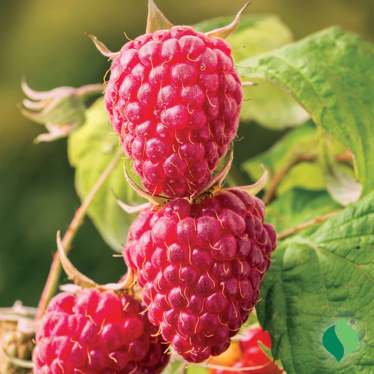 RASPBERRY ACORDE (W)