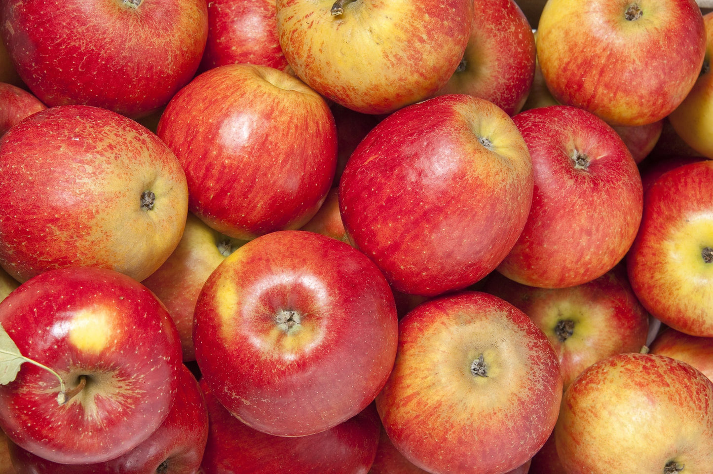 APPLE ACORDE (W)