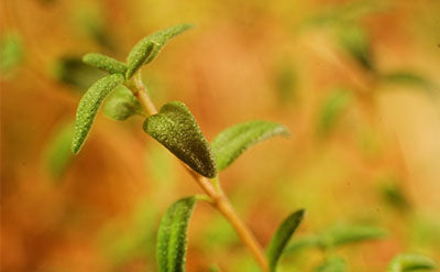 Thyme Fleuressence