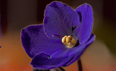 Violet Acorde (FL)