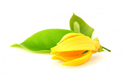 Ylang FTEC