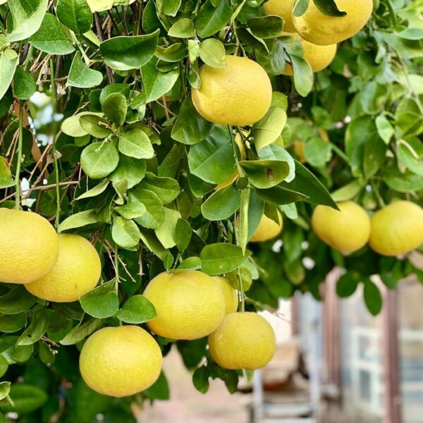 Grapefruit White Essential Oil