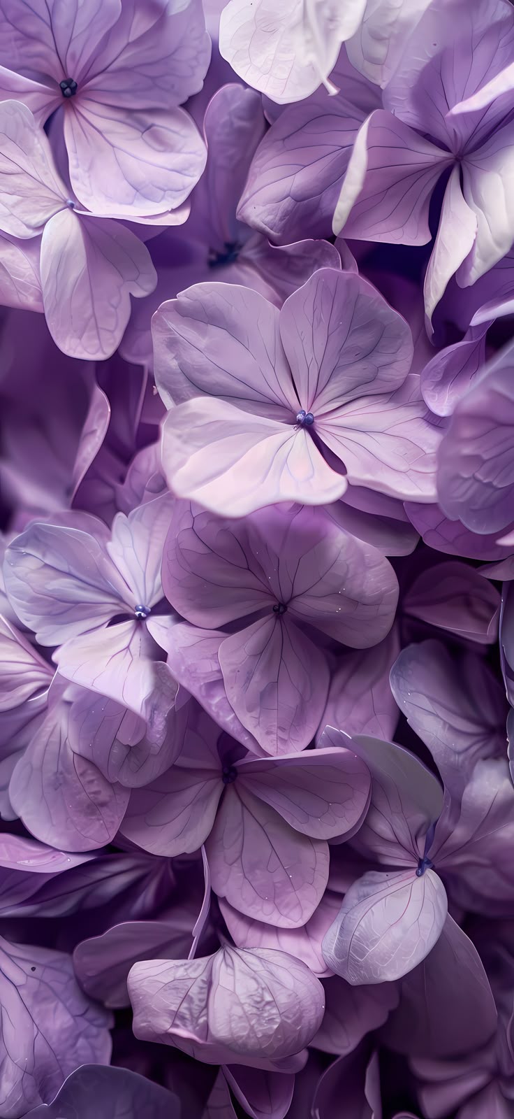 LILAC ACORDE (W)