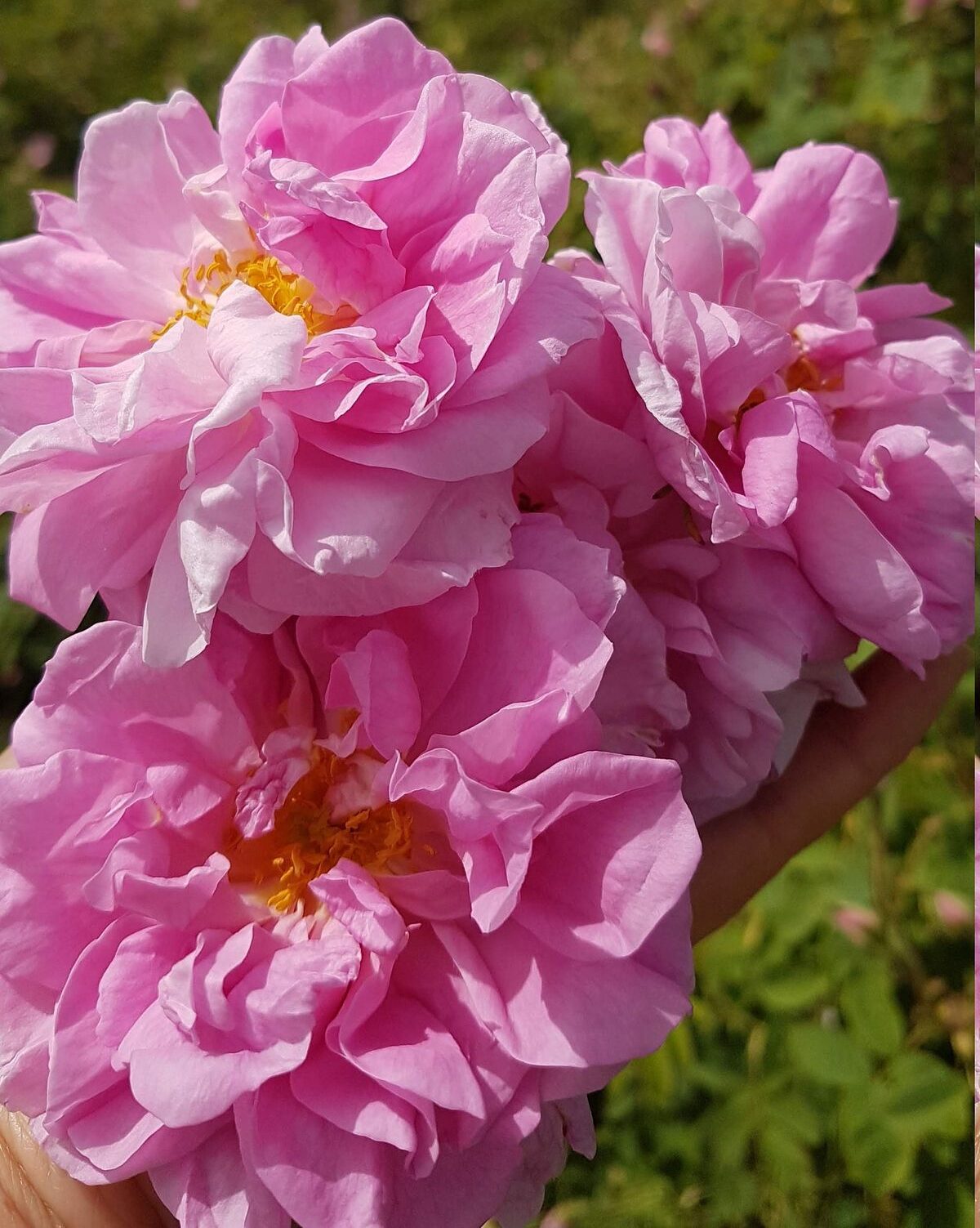 ROSE OTTO ACORDE (W)