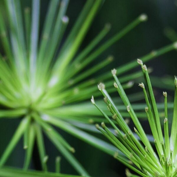 CYPRIOL ESSENTIAL OIL