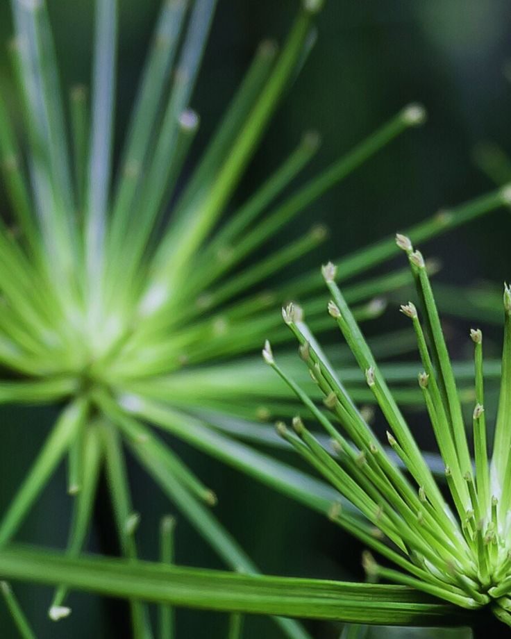 CYPRIOL ESSENTIAL OIL