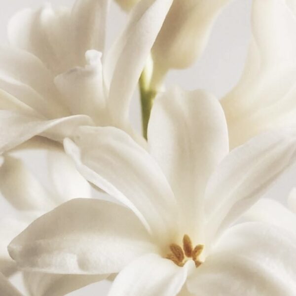 JASMIN SPECIALTY