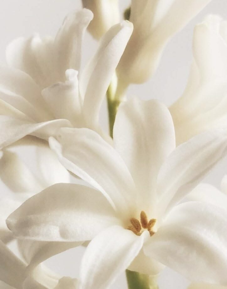 JASMIN SPECIALTY